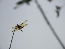 Picturewing (Rhyothemis variegata) (male)
