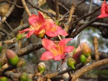 Red Silk Cotton (Bombax ceiba)