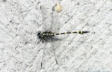 Gomphus Vulgatissimus Common Clubtail
