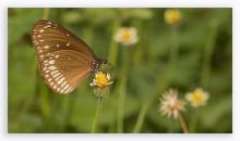 Common crow [Euploea core]