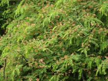 Red Cassia (Cassia roxburghii) (tree in bloom)
