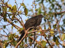 Koel (female) [Eudynamys scolopaceus]