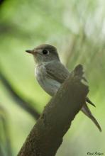 Asian Brown Flycatcher