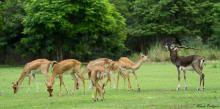 Blackbuck