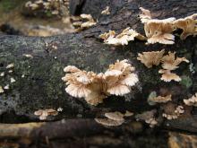 Album 0432: Sathasivam collection - Fungi