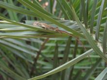 Garden Lizard (Calotes versicolor). Identification by Mr. Brihadeesh Santharam