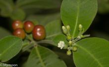 Rauvolfia Flower and Fruit