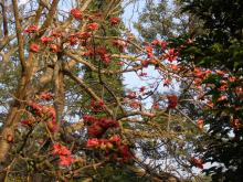 Red Silk Cotton (Bombax ceiba)