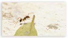 Album 0384: Mymoon Moghul collection - Insects, Mammals and Others