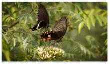 Common mormon [Papilio polytes] — male and female 