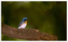 Blue Throated Blue Flycatcher