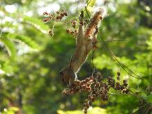 Three-striped Palm Squirrel (Funambulus palmarum)
