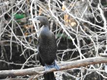Little Cormorant [Microcarbo niger]