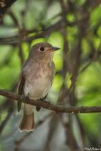 Asian Brown Flycatcher