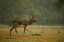 Blackbuck