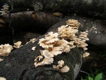 Album 0432: Sathasivam collection - Fungi