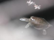 Indian Flapshell Turtle (Lissemys punctata). Identification by Mr. B.C. Choudhury