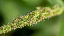 Grass Closeup