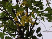 Indian Laburnum or Golden Shower (Cassia fistula)