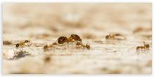 Album 0384: Mymoon Moghul collection - Insects, Mammals and Others