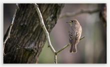 Brown Flycatcher