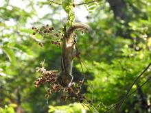 Three-striped Palm Squirrel (Funambulus palmarum)