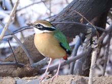 Indian Pitta [Pitta brachyura]