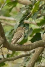 Asian Brown Flycatcher