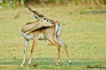 Blackbuck