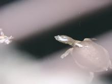 Indian Flapshell Turtle (Lissemys punctata). Identification by Mr. B.C. Choudhury