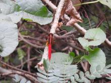 Rufous Marsh Glider (Rhodothemis rufa) (male)