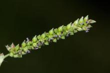 Grass