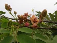 Red Cassia (Cassia roxburghii)