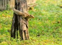 Indian Palm Squirrel