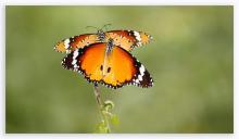 Plain tiger [Danaus chrysippus]