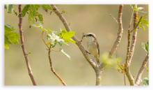 Brown Shrike