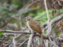 White-browed Bulbul [Pycnonotus luteolus]