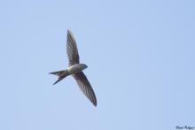 Palm Swift