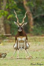 Blackbuck