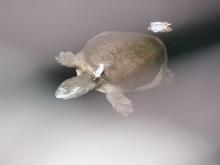 Indian Flapshell Turtle (Lissemys punctata). Identification by Mr. B.C. Choudhury