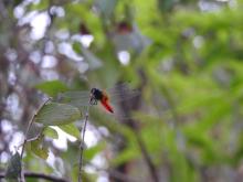 Scarlet Marsh Hawk (Aethriamanta brevipennis) (male)