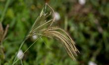 Grass