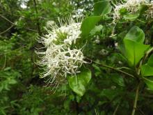 Indian Pavetta (Pavetta indica) (plant in bloom). August 2018. Identification by Dr. T. Badrinarayanan.