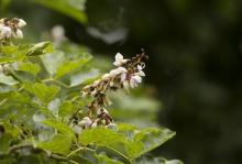 Pongamia