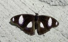 Danaid eggfly [Hypolimnas misippus] — male