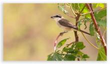 Brown Shrike