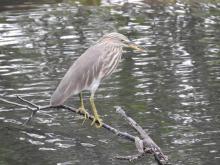Pond Heron [Ardeola grayii]