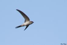Palm Swift