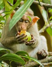 Bonnet macaque