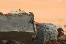 Garden Lizard (Calotes versicolor). Identification by Mr. Brihadeesh Santharam
